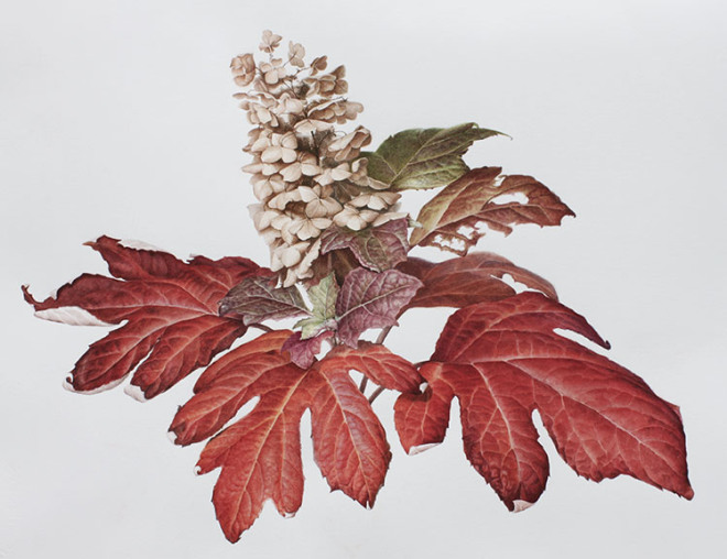 Oak Leaf Hyndrangia in Fall, Susan Sapanara
