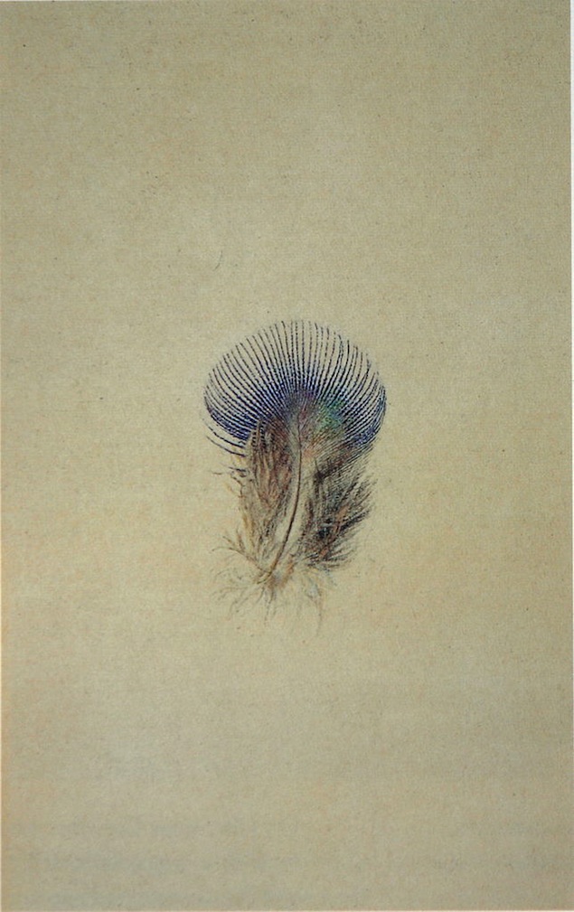 Ruskin's drawing of a peacock feather